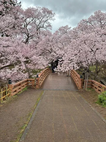 桜雲に包まれる橋