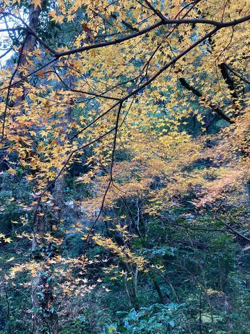 木漏れ日と黄葉のコントラスト