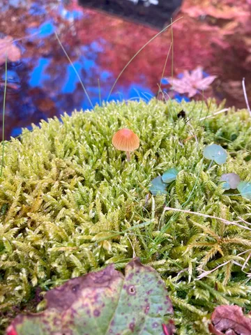 苔むす森の小さな訪問者