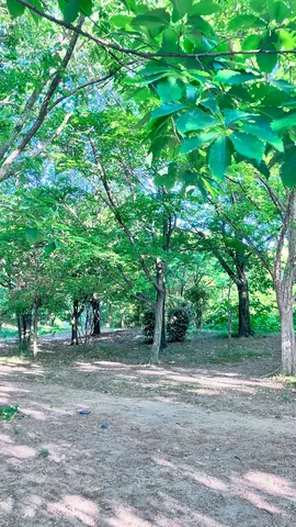 木漏れ日の優しい森の小道
