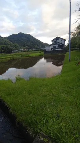 雨上がりの水鏡と緑の風景