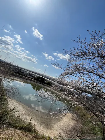 春の川辺にひらく光景