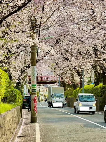 春風と桜並木、トラックが行く