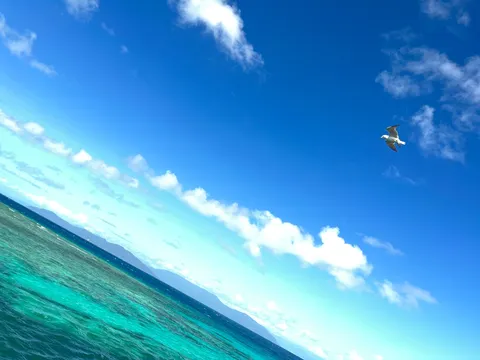 海鳥、青空へ羽ばたく。