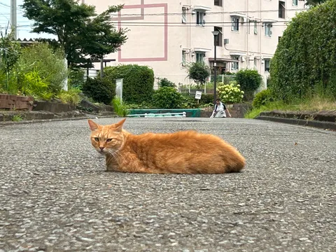 道に座る猫、何思う
