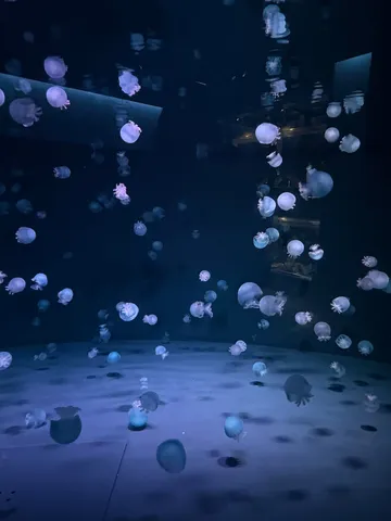 幻想的なクラゲの海