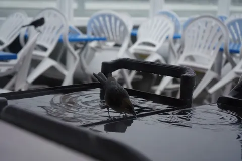 雨粒に誘われた小鳥