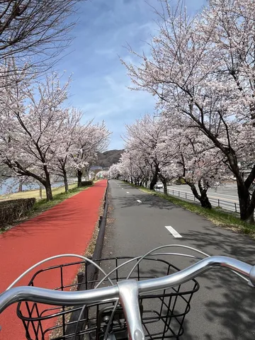 桜並木を走る春の余白