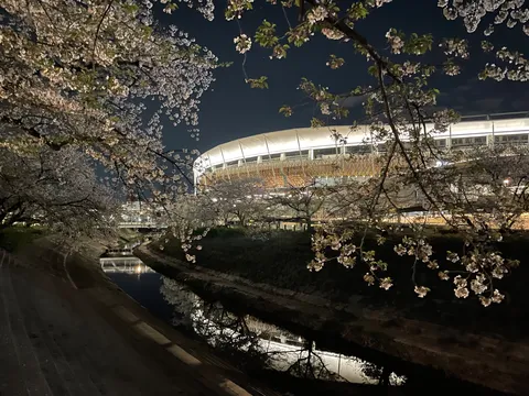 夜桜とスタジアムの幻想的な競演