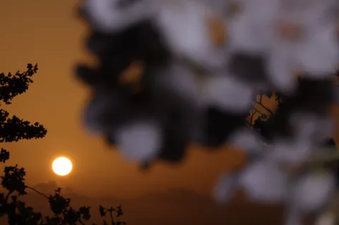 夕暮れに浮かぶ太陽と木々