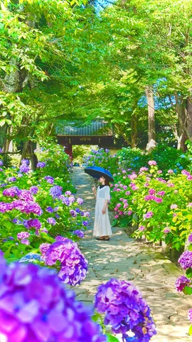 紫陽花咲き誇る参道