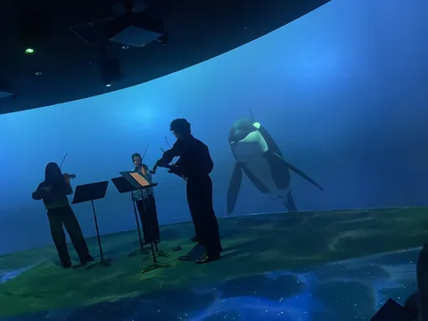 イルカと奏でる海のシンフォニー