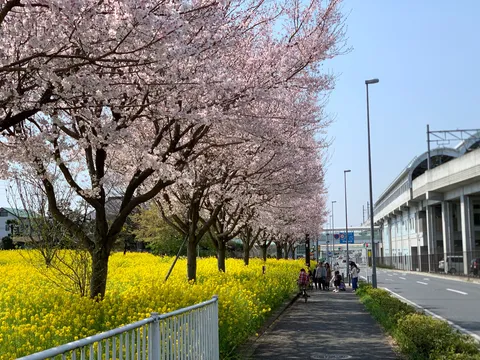 桜と菜の花、線路沿いの春景色