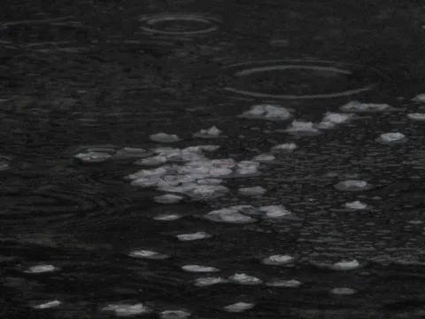 雨に揺れる、水面の桜