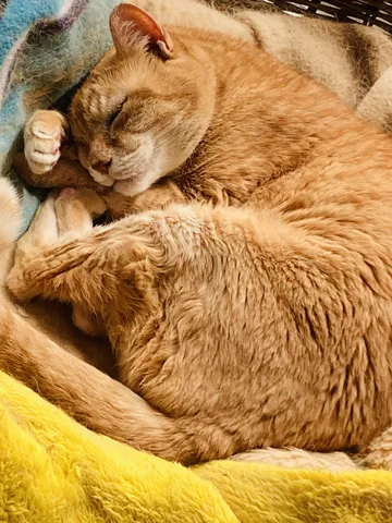 ぬくぬくお昼寝中の猫ちゃん