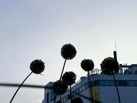 空を仰ぐ花のシルエット