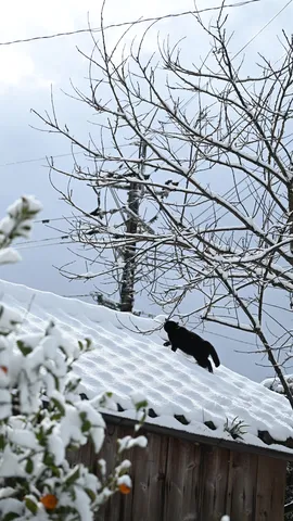 雪化粧の屋根に黒猫、冬の日常風景