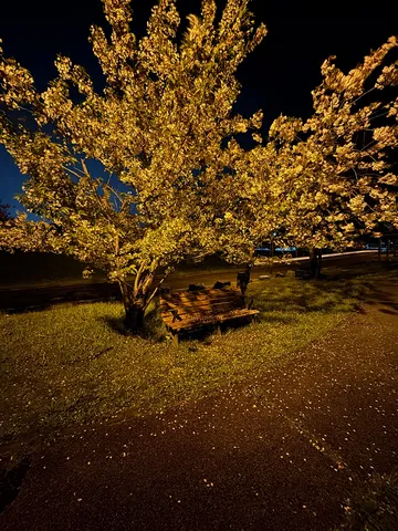 夜の花びらが照らす静かな公園