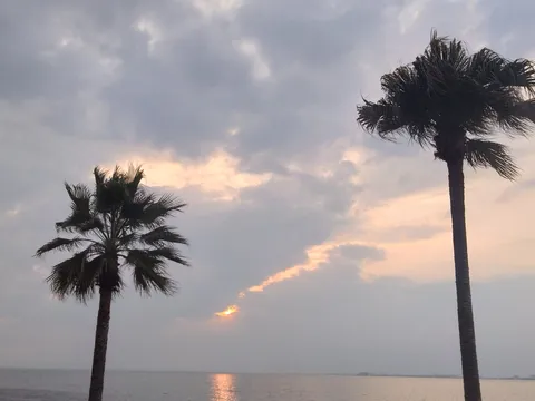 水平線に沈む夕日とヤシの木