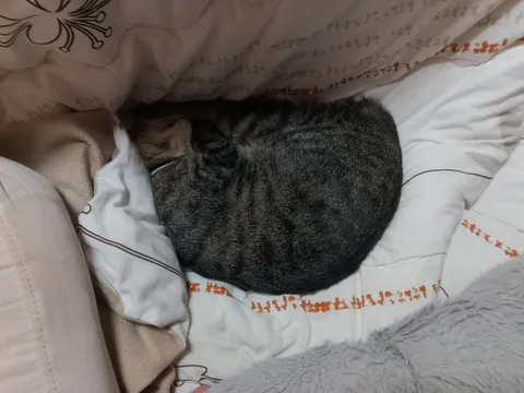 丸まって眠る猫ちゃん