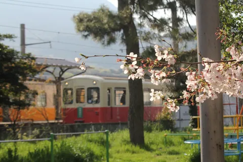 桜と列車が織りなす春の情景