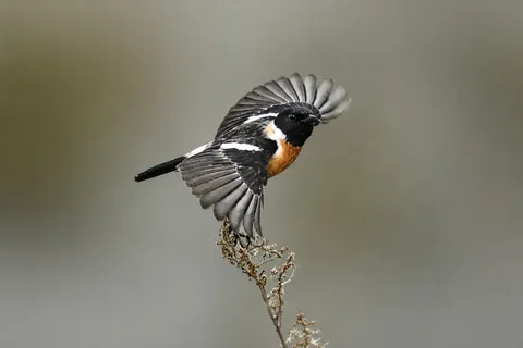 風を纏う、一瞬の躍動
