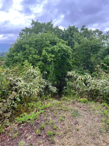 緑の奥へ誘う里山の道