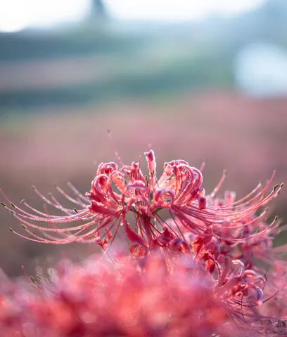 風に揺れる紅の花