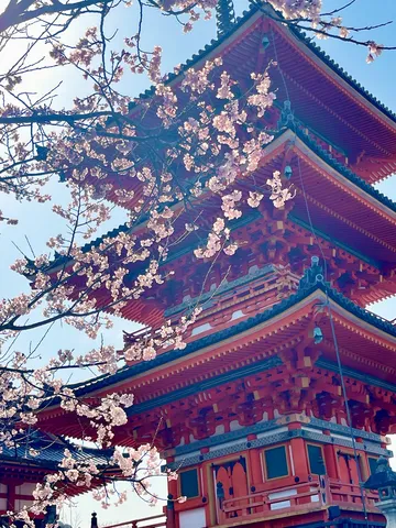 桜舞う朱色の塔