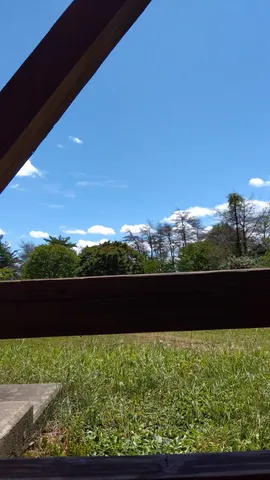 青空と木々のコントラスト