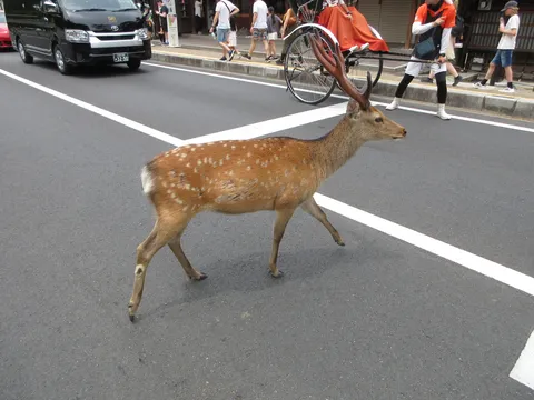 街角を横切る、風情ある鹿