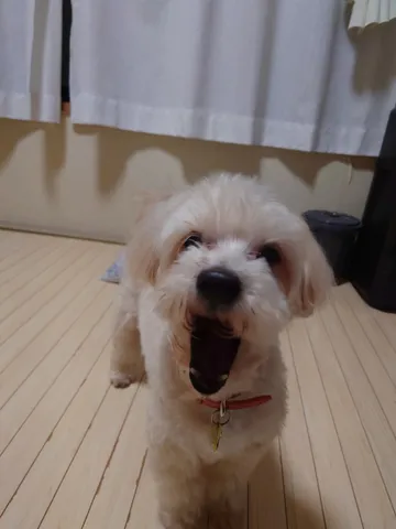 あくびの瞬間、捉えられた！