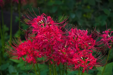 妖しくも美しい、紅い魔性の花