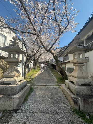 桜満開！石灯籠がお出迎え