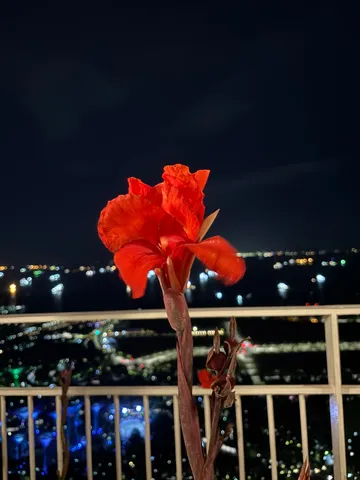 煌めく夜に咲く情熱の紅