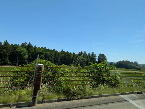 雨上がり、田園風景を彩る緑