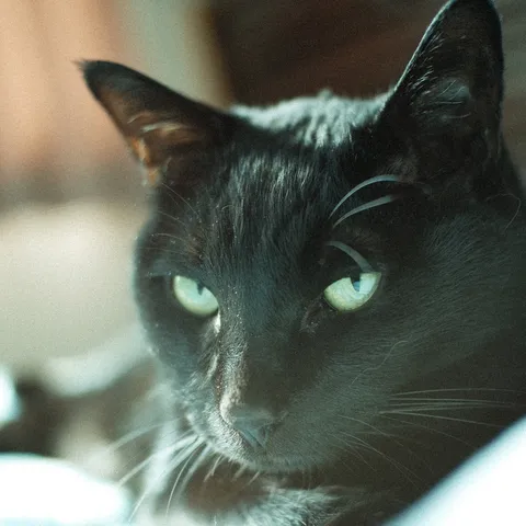 深遠なる黒猫の眼差し