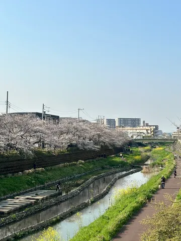 春風と桜並木、穏やかな川辺の散歩道