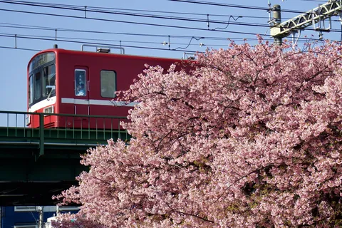 満開の桜と赤い電車