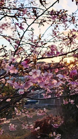 淡い光を浴びる桜の枝
