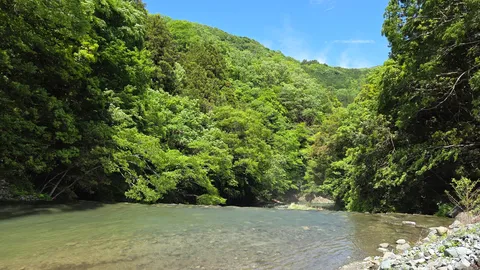 新緑の渓流に包まれて