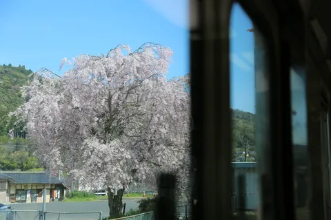 車窓に映えるしだれ桜