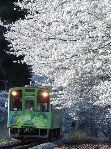 桜トンネルを駆ける車両