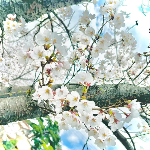 春風と桜、木漏れ日のコントラスト
