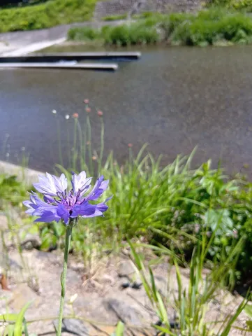 川辺に咲く一輪の花