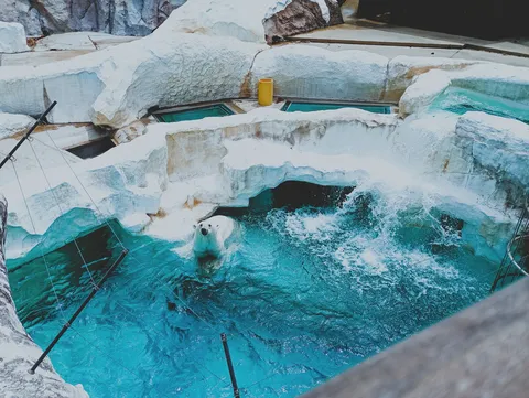 白熊と青い水の舞踏