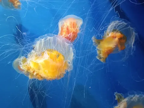 クラゲたちの水中ダンスショー