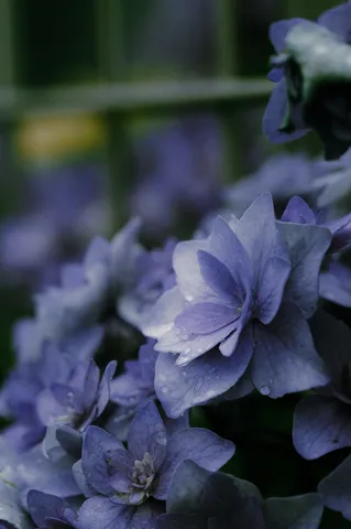 雨粒きらめく紫陽花の儚げな美しさ