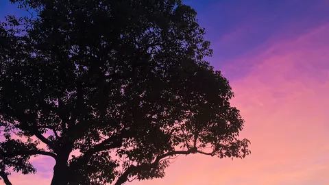 夕景に寄り添う大樹の影