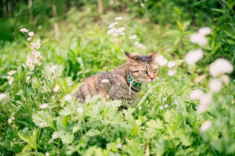 草むらに潜む茶トラ猫